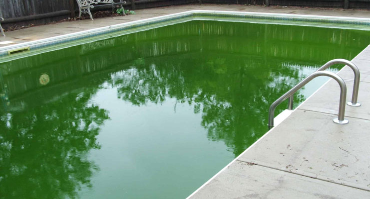 Бассейн заполненный водой с зеленкой